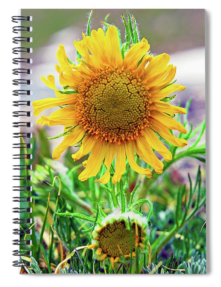 Sunflower Spiral Notebook featuring the photograph Alpine Sunflower in Summer by Robert Meyers-Lussier