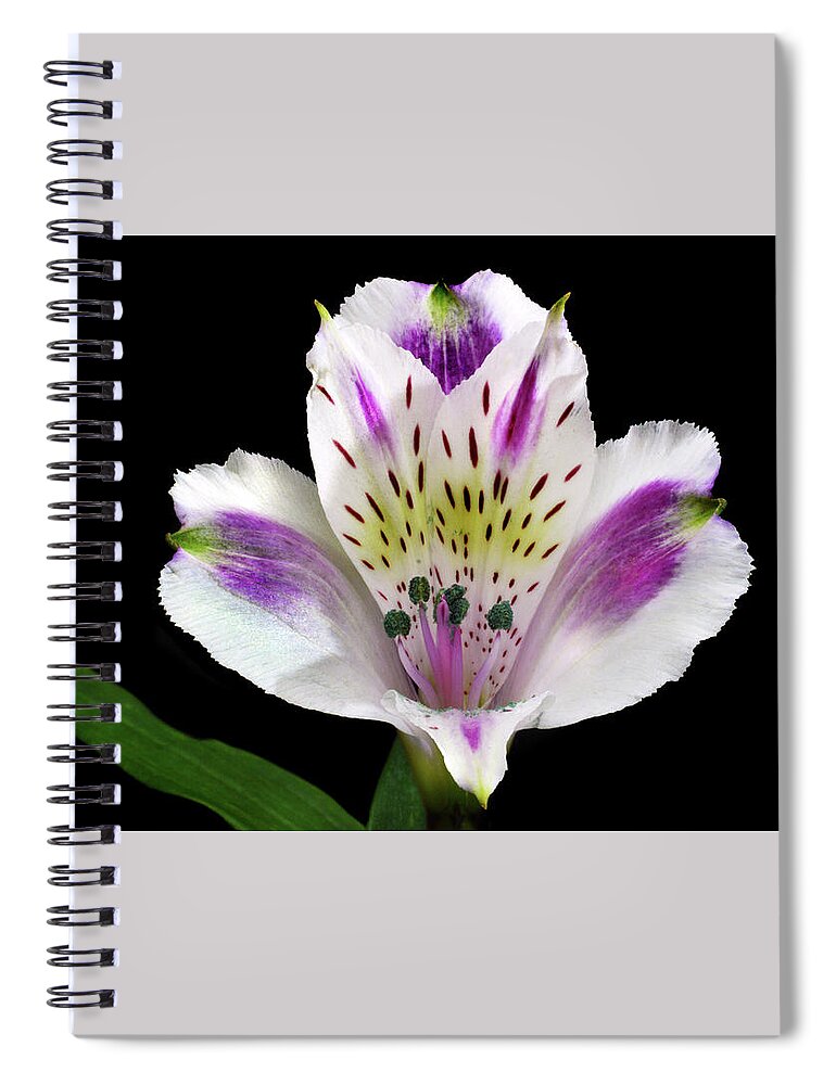 Peruvian Lily Spiral Notebook featuring the photograph Alstroemeria Portrait. by Terence Davis