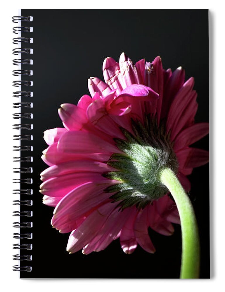 Photograph Spiral Notebook featuring the photograph Always Face the Sunshine by Rhonda McDougall