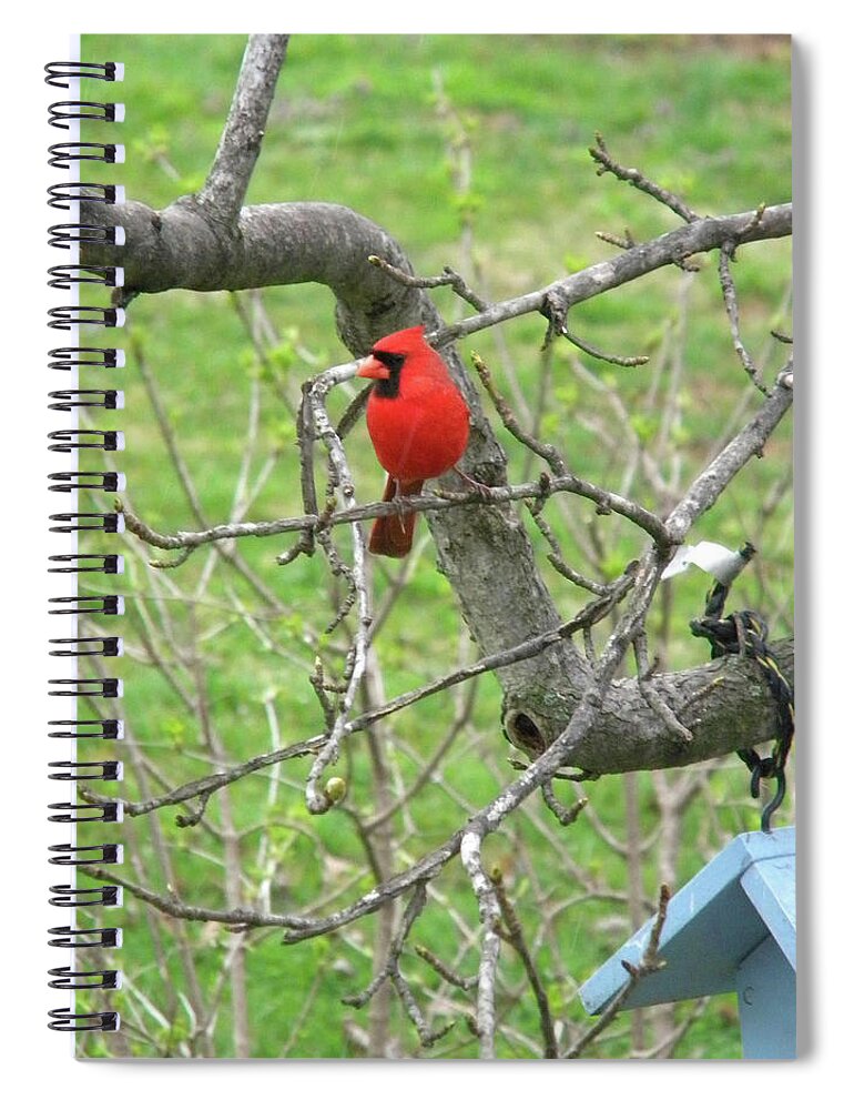 Cardinal Spiral Notebook featuring the photograph Always With Us -Cardinals by Matthew Seufer