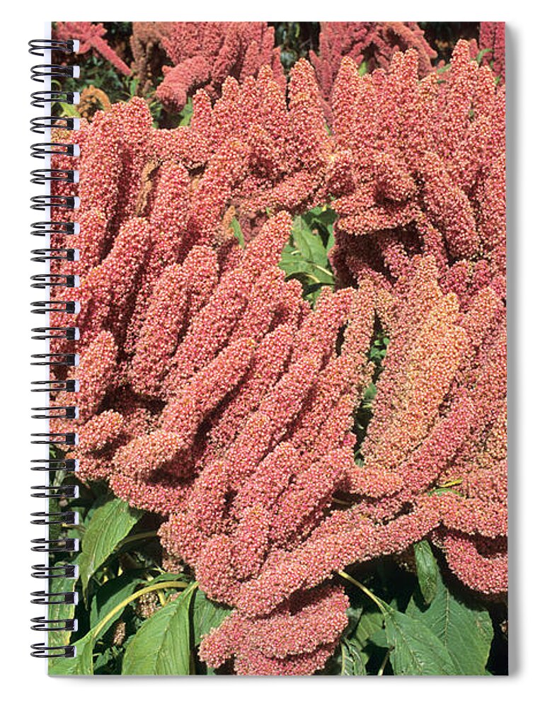 Amaranth Spiral Notebook featuring the photograph Amaranth In Flower by Inga Spence