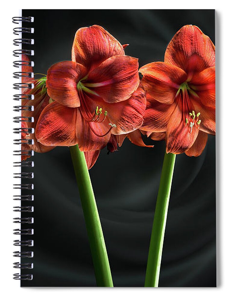 Light Painting Spiral Notebook featuring the photograph Amarilis by Niels Nielsen