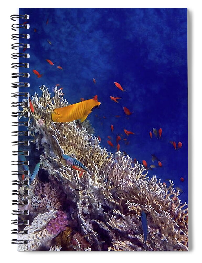 Sea Spiral Notebook featuring the photograph Amazing Red Sea 2 by Johanna Hurmerinta
