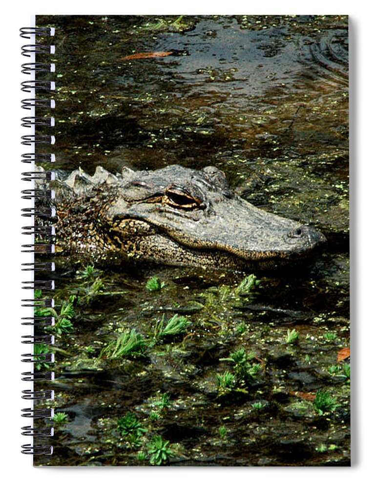 Alligator Spiral Notebook featuring the photograph American Alligator 2 by David Weeks