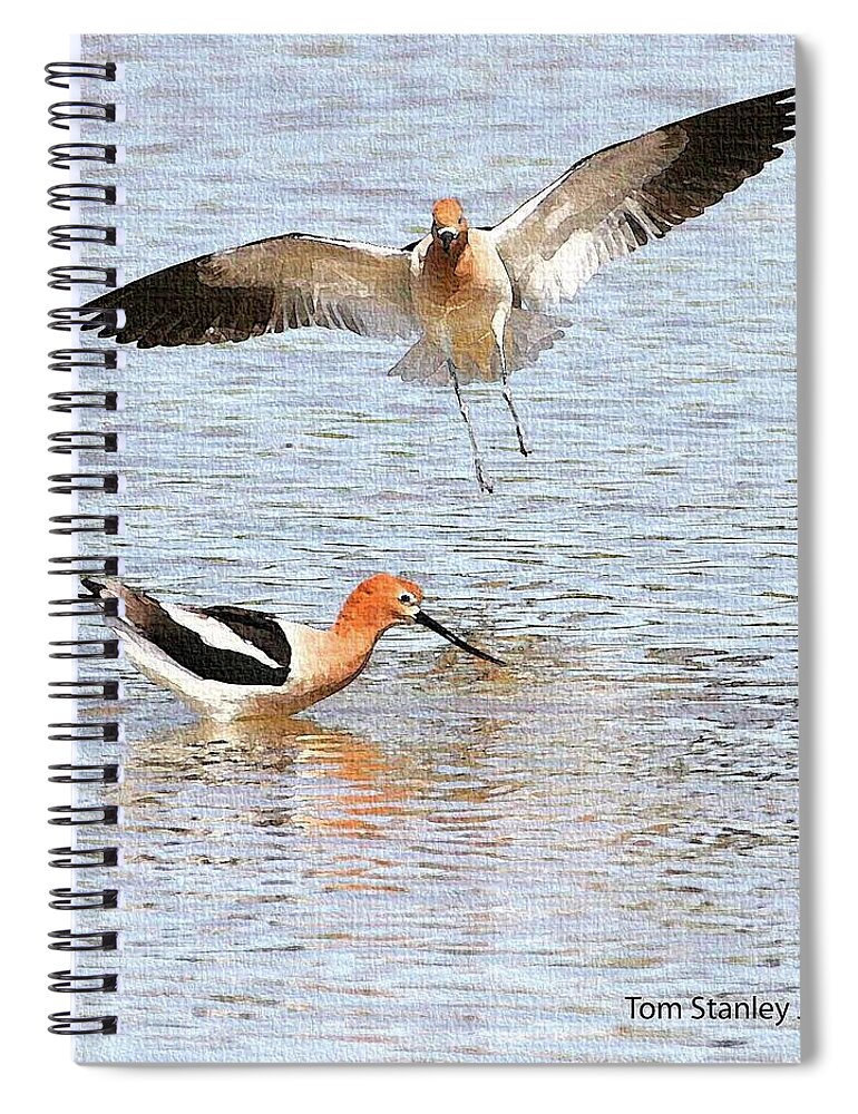 American Avocets Spiral Notebook featuring the photograph American Avocets by Tom Janca