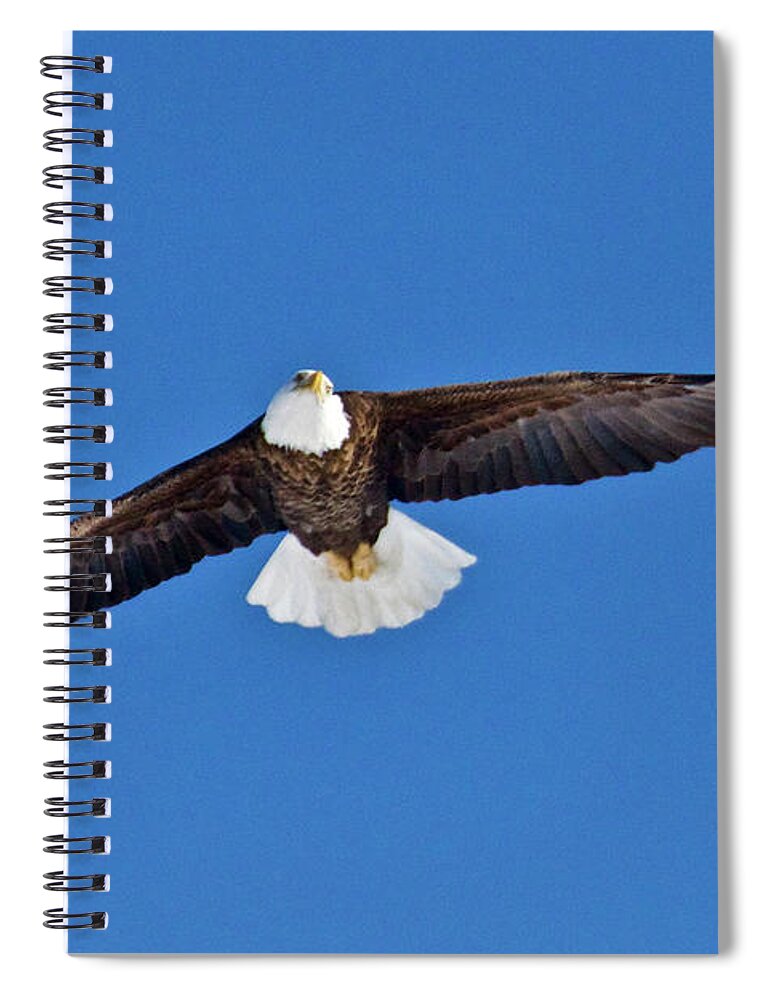 Bird Spiral Notebook featuring the photograph American Bald Eagle 7930 by Michael Peychich