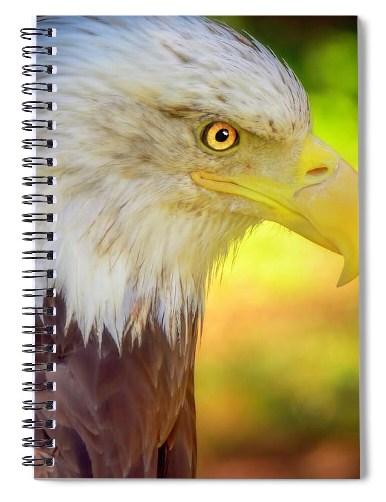Eagle Spiral Notebook featuring the photograph American Bald Eagle Colors by LeeAnn McLaneGoetz McLaneGoetzStudioLLCcom