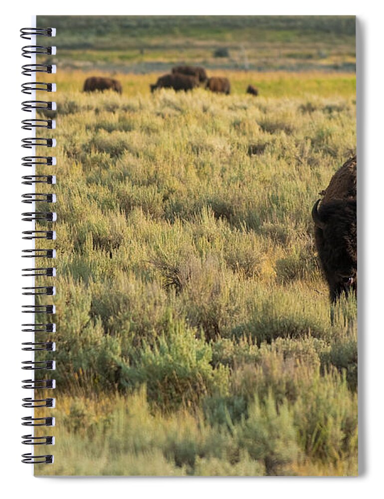 American Bison Spiral Notebook featuring the photograph American Bison by Sebastian Musial