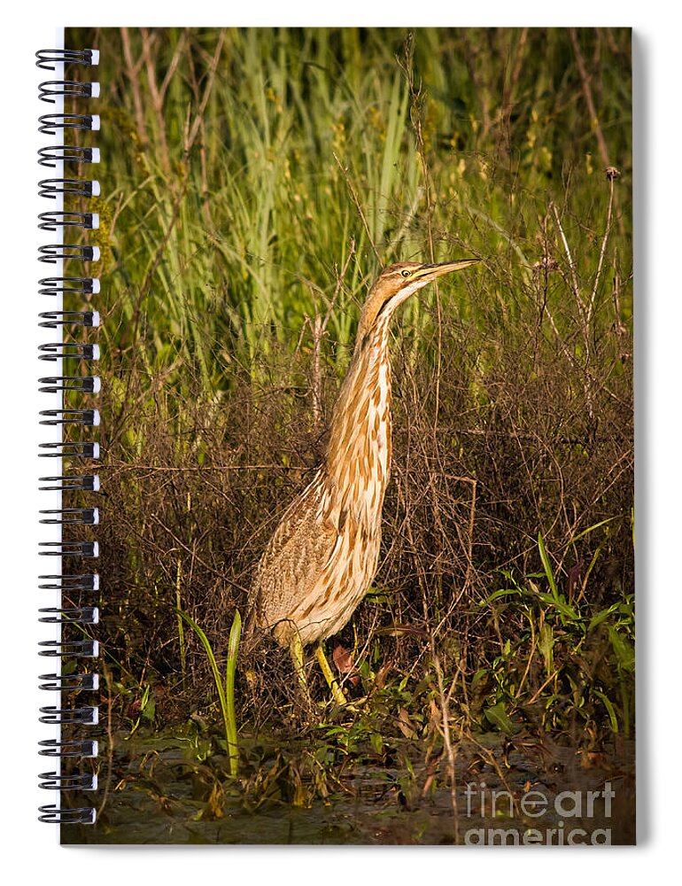 Animal Spiral Notebook featuring the photograph American Bittern by Robert Frederick