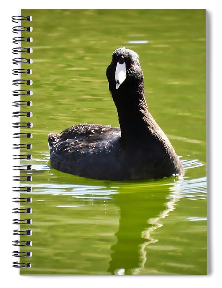 American Coot Spiral Notebook featuring the photograph American Coot Portrait by Judy Kennedy