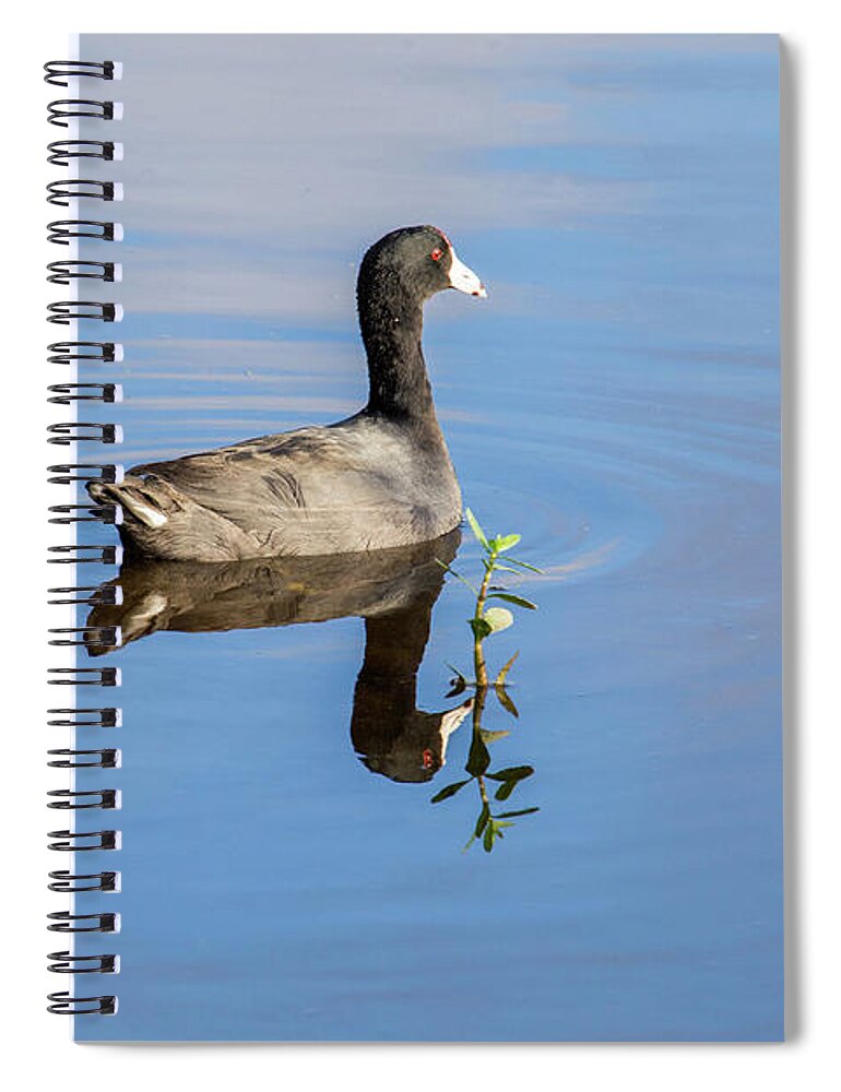 American Coot Spiral Notebook featuring the photograph American Coot by Rene Triay FineArt Photos