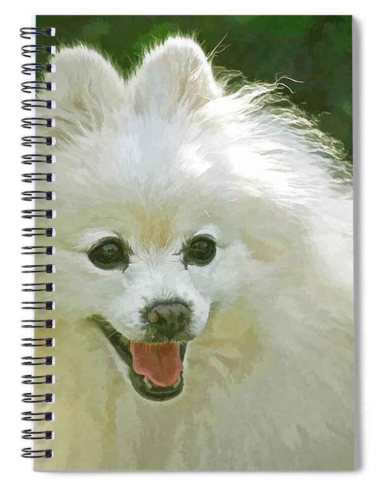 American Eskimo Dog Spiral Notebook featuring the photograph American Eskimo or Eskie Dog by Sandi OReilly