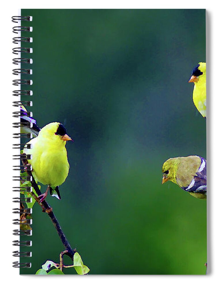 Birds Spiral Notebook featuring the photograph American Goldfinch #8 Enhanced Image by Ben Upham III