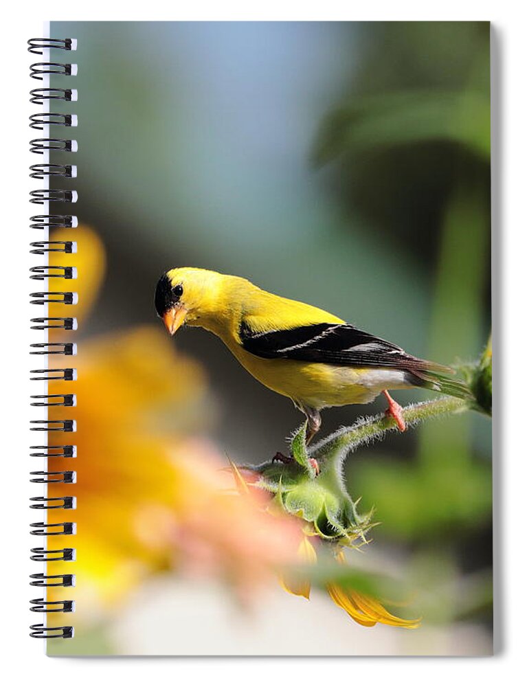 American Goldfinch Spiral Notebook featuring the photograph American Goldfinch by John Moyer
