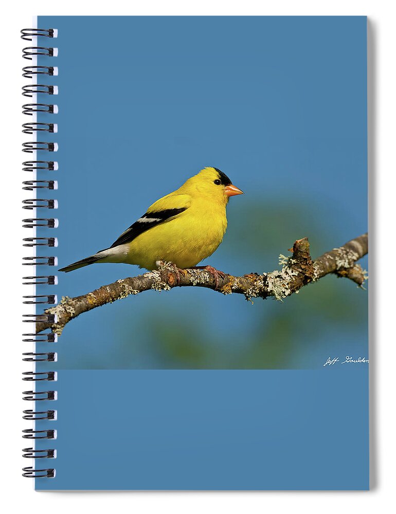 American Goldfinch Spiral Notebook featuring the photograph American Goldfinch Perched in a Tree by Jeff Goulden