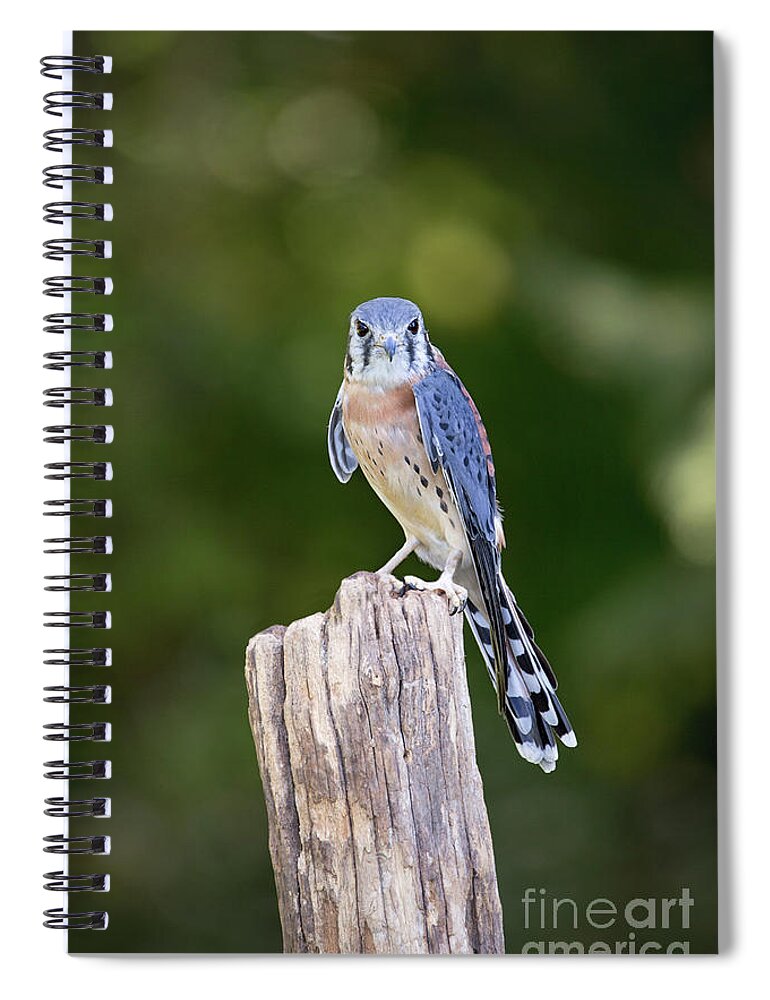 Bird Spiral Notebook featuring the photograph American Kestrel Falcon by Sharon McConnell
