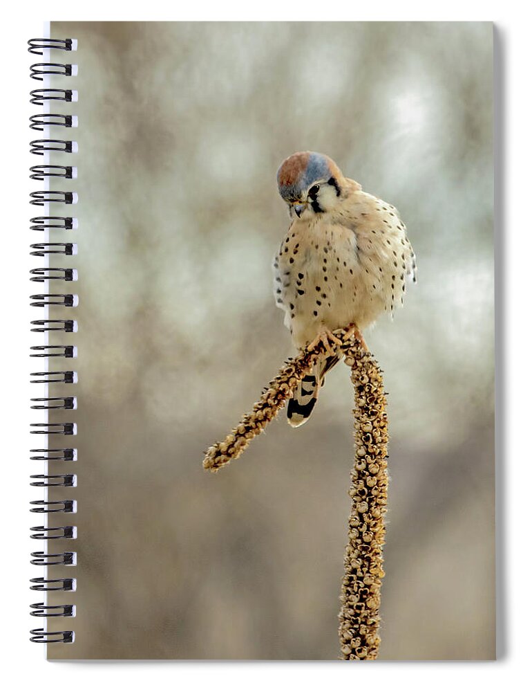 American Kestrel Spiral Notebook featuring the photograph American Kestrel Male on Mullein by Dawn Key