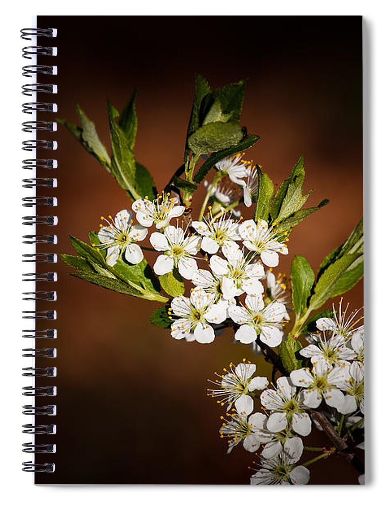 American Spiral Notebook featuring the photograph American Plum 5 by Doug Long