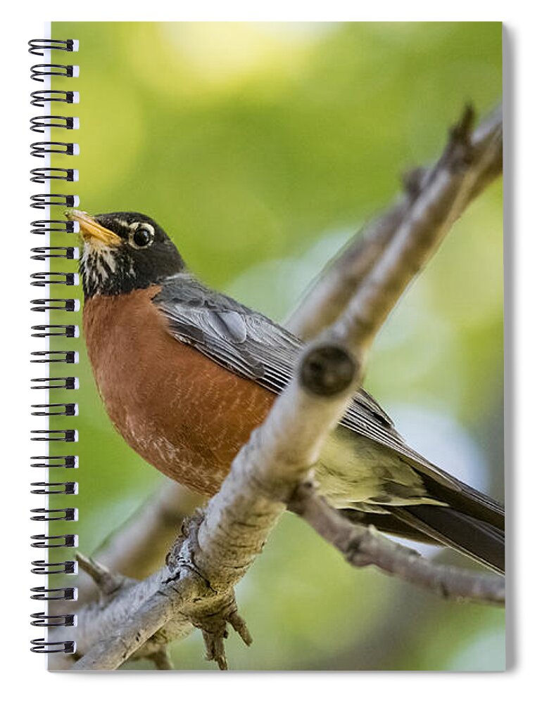 American Robin Spiral Notebook featuring the photograph American Robin   by Holden The Moment