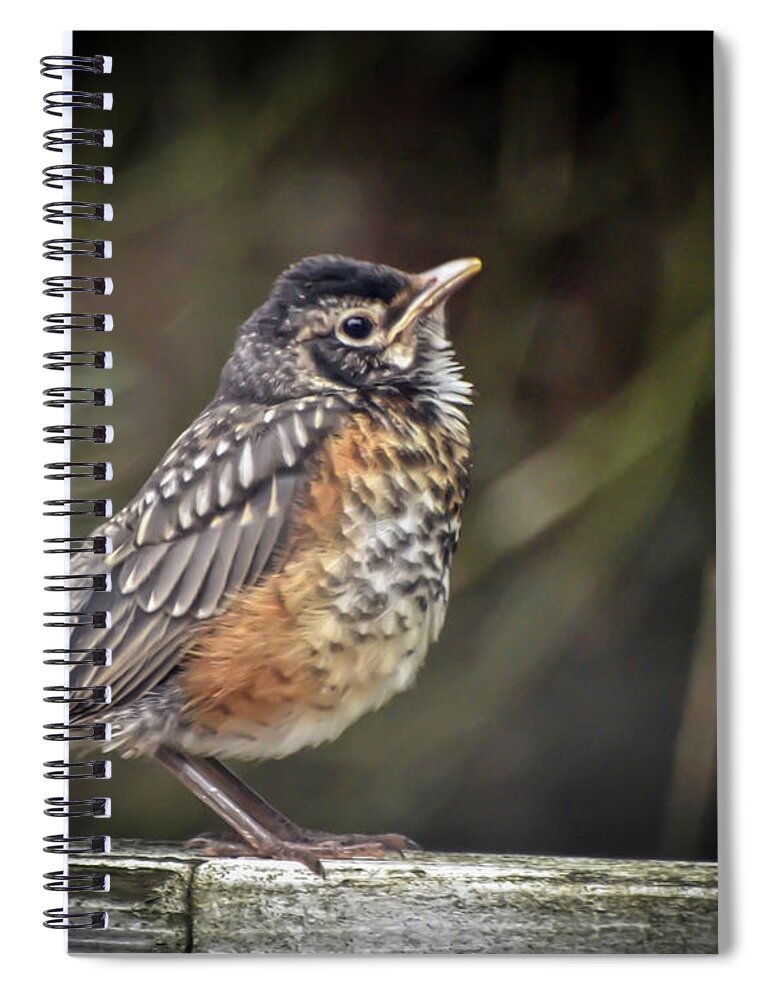 Robin Spiral Notebook featuring the photograph American Robin Fledgling by Kerri Farley