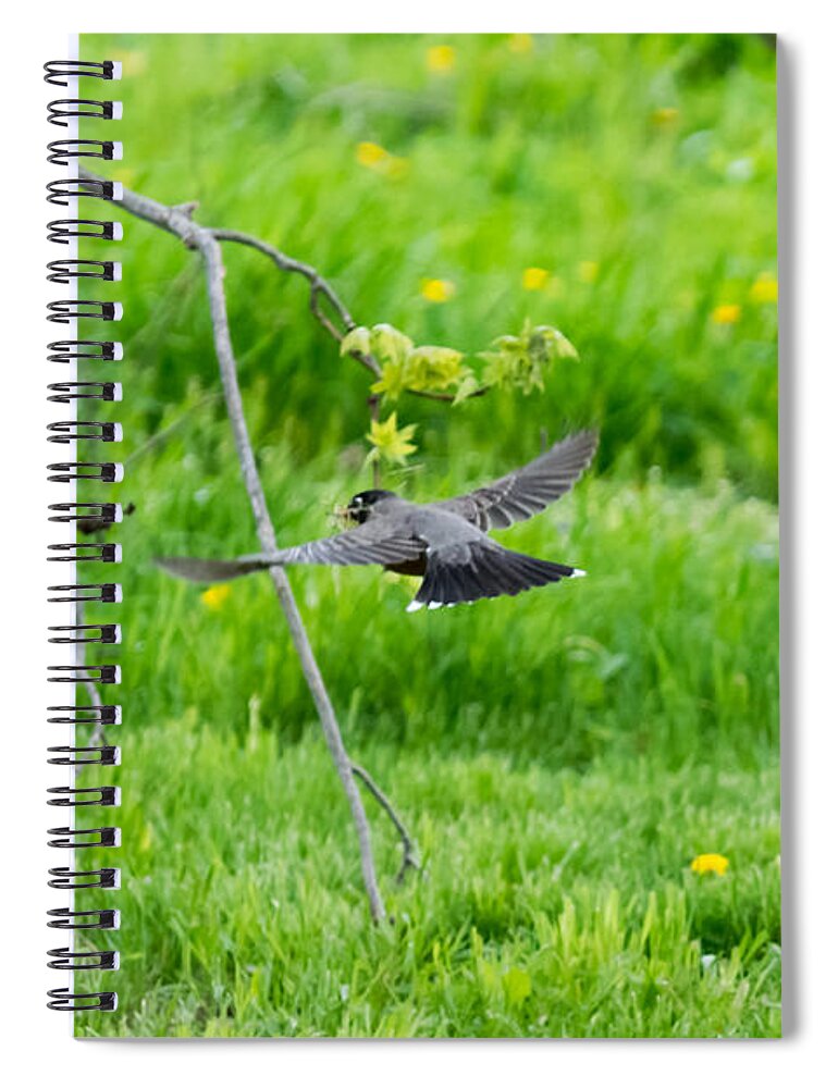 American Robin Spiral Notebook featuring the photograph American Robin in Flight by Holden The Moment