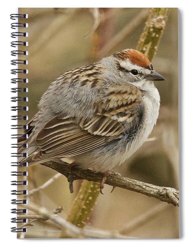 Bird Spiral Notebook featuring the photograph American Tree Sparrow 3511 by Michael Peychich