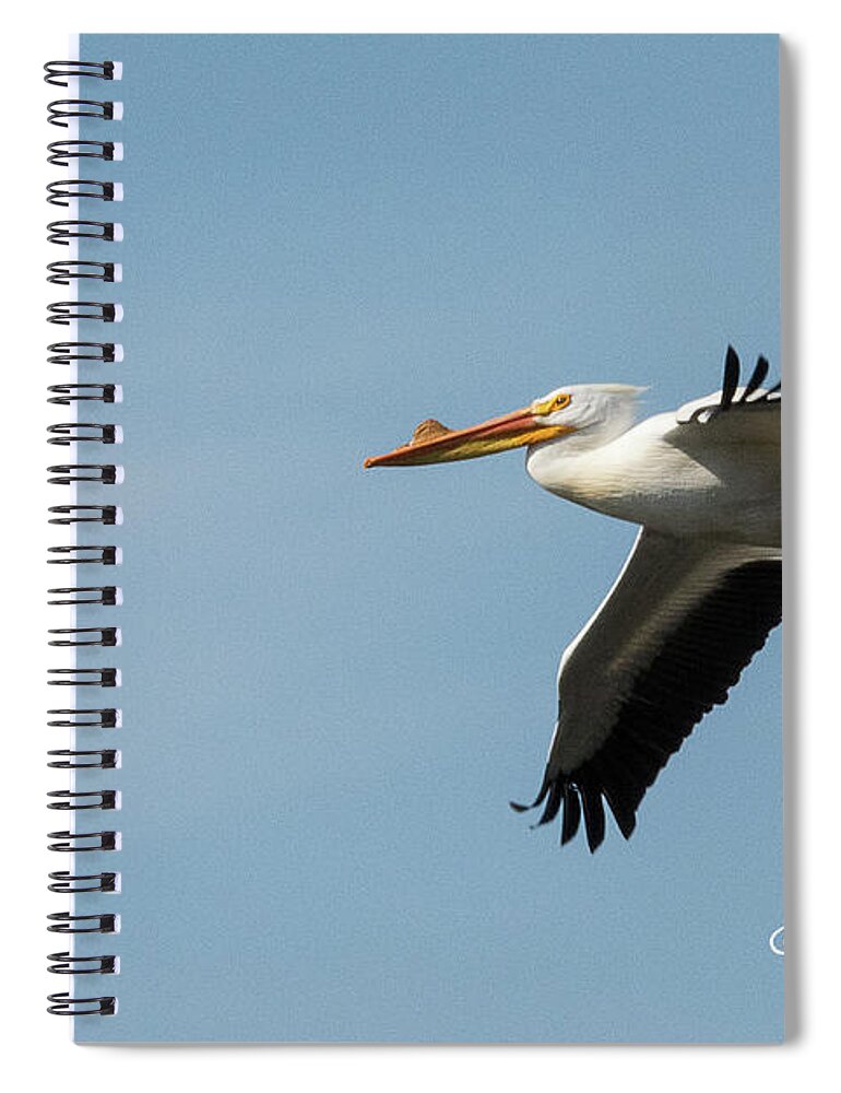 American White Pelican Spiral Notebook featuring the photograph American White Pelican by Joan Wallner