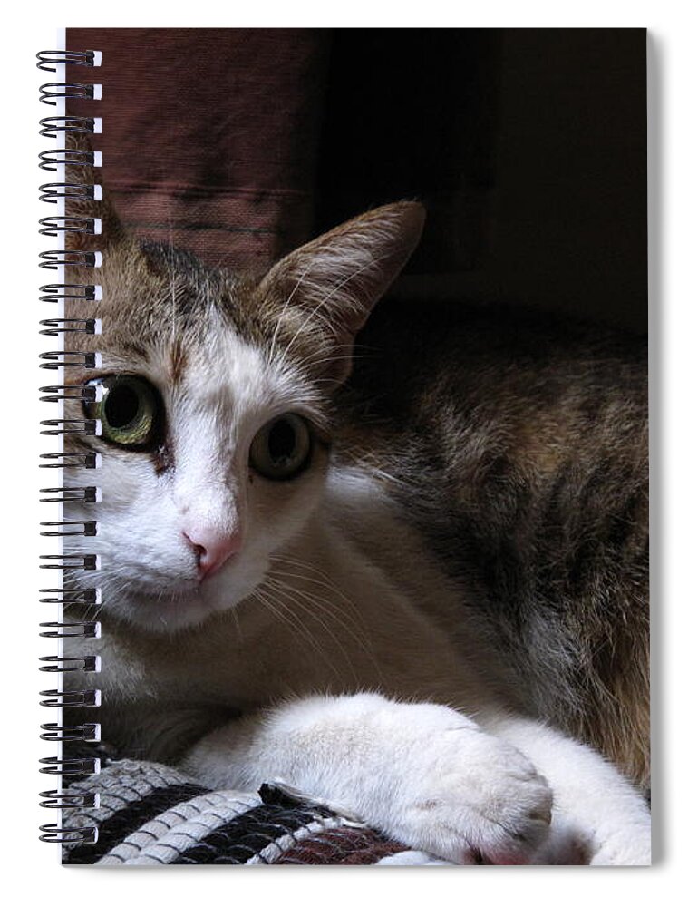 Ammani My Pet Cat Spiral Notebook featuring the pyrography Ammani the cat by Asha Sudhaker Shenoy