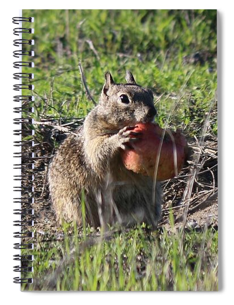 Squirrel Spiral Notebook featuring the photograph An Apple A Day - 2 by Christy Pooschke