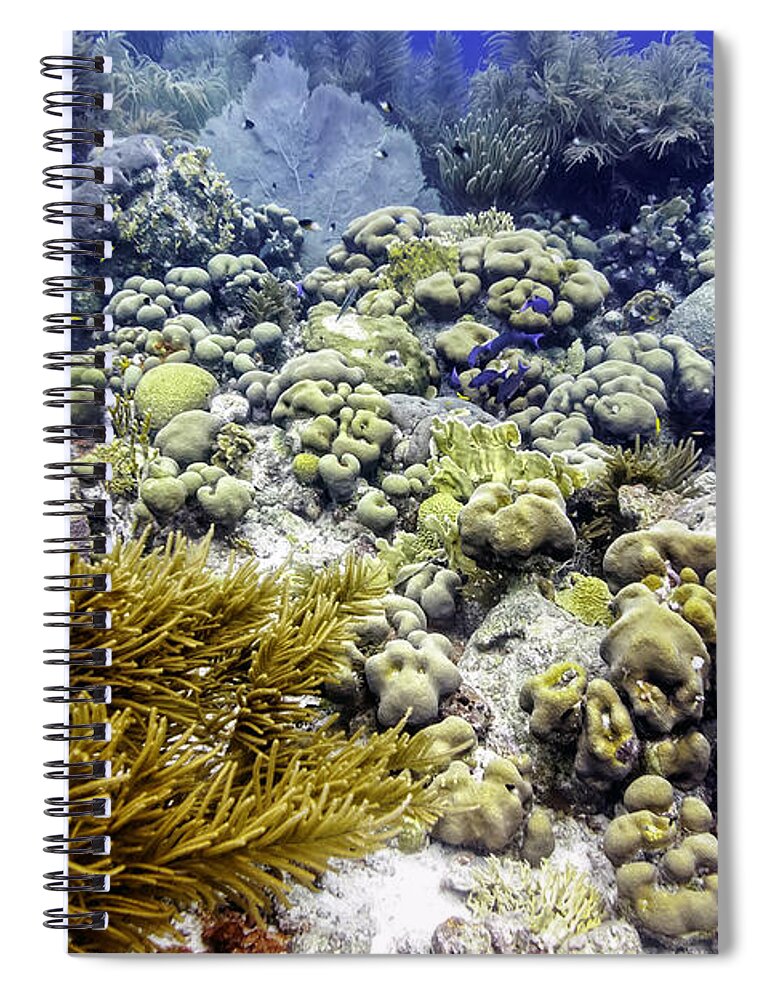 Sea Rod Corals Spiral Notebook featuring the photograph An Explosion of Life II by Perla Copernik