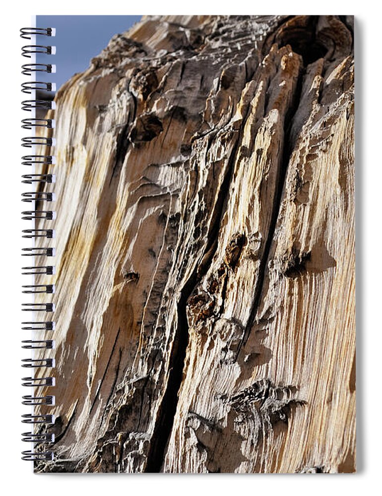 Great Basin National Park Spiral Notebook featuring the photograph Ancient Bristlecone Pine Detail by Kyle Hanson