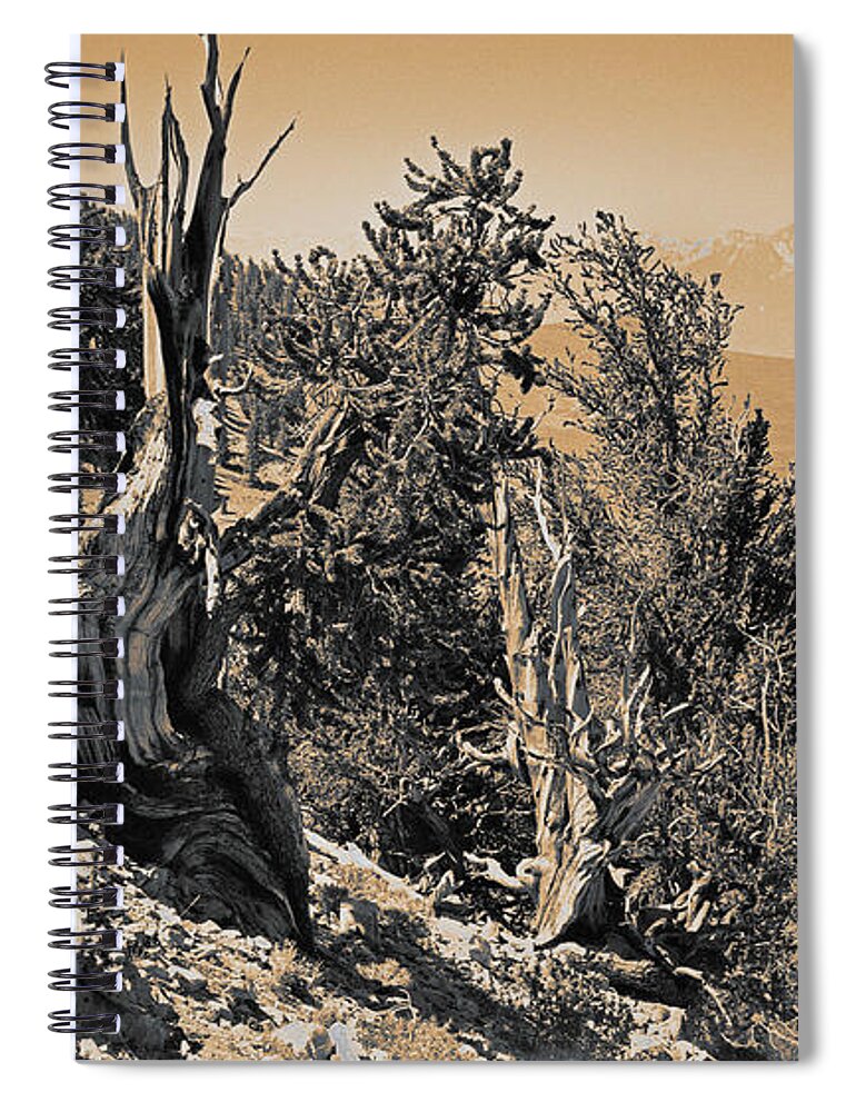 Bristlecone Pine Spiral Notebook featuring the photograph Ancient Bristlecone Pine Tree, Composition 10 sepia toned, Inyo National Forest, California by Kathy Anselmo