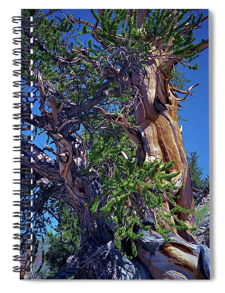 Bristlecone Pine Spiral Notebook featuring the photograph Ancient Bristlecone Pine Tree Composition 3, Inyo National Forest, White Mountains, California by Kathy Anselmo
