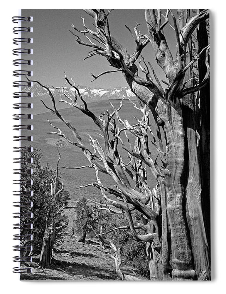 Bristlecone Pine Spiral Notebook featuring the photograph Ancient Bristlecone Pine Tree, Composition 4, Inyo National Forest, White Mountains, California by Kathy Anselmo