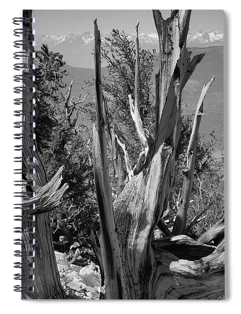 Bristlecone Pine Spiral Notebook featuring the photograph Ancient Bristlecone Pine Tree, Composition 8, Inyo National Forest, White Mountains, California by Kathy Anselmo