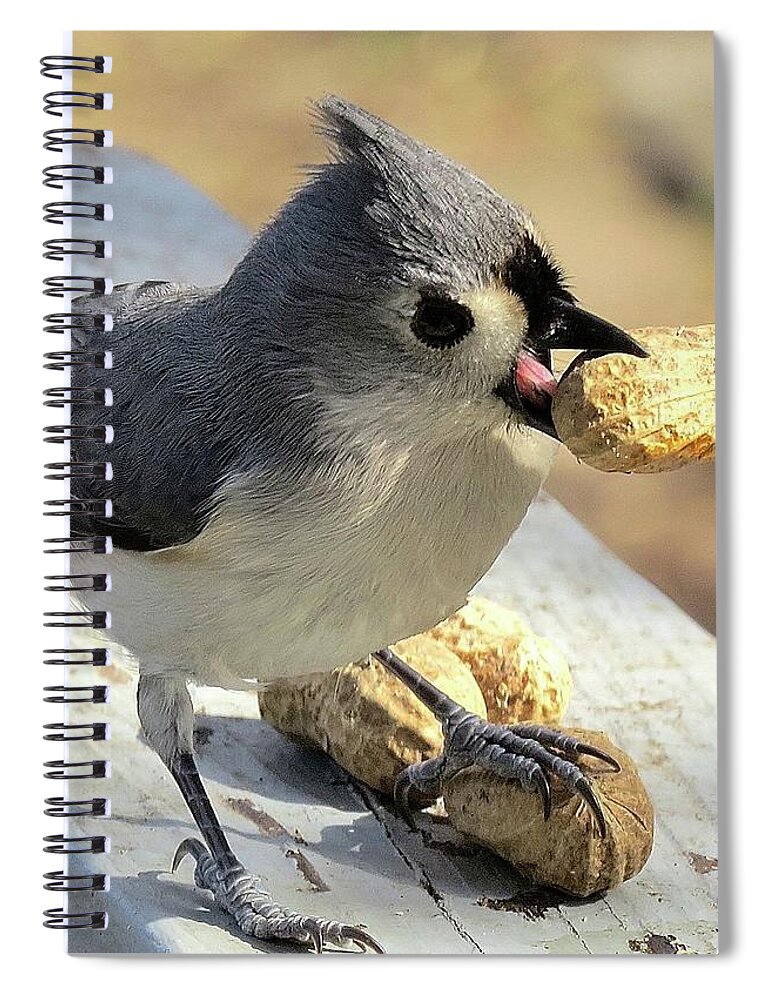 Tufted Titmouse Spiral Notebook featuring the photograph And I'll Save This One for Later by Linda Stern