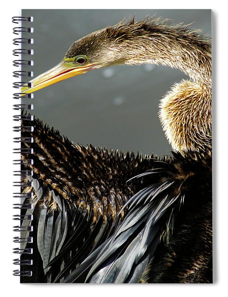 Anhinga Spiral Notebook featuring the photograph Anhinga Everglades Florida by Bob Christopher