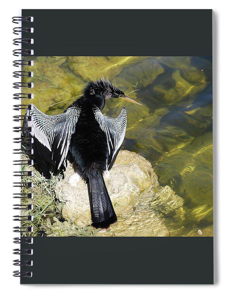Anhinga Spiral Notebook featuring the photograph Anhinga On The Rocks by Ron Long