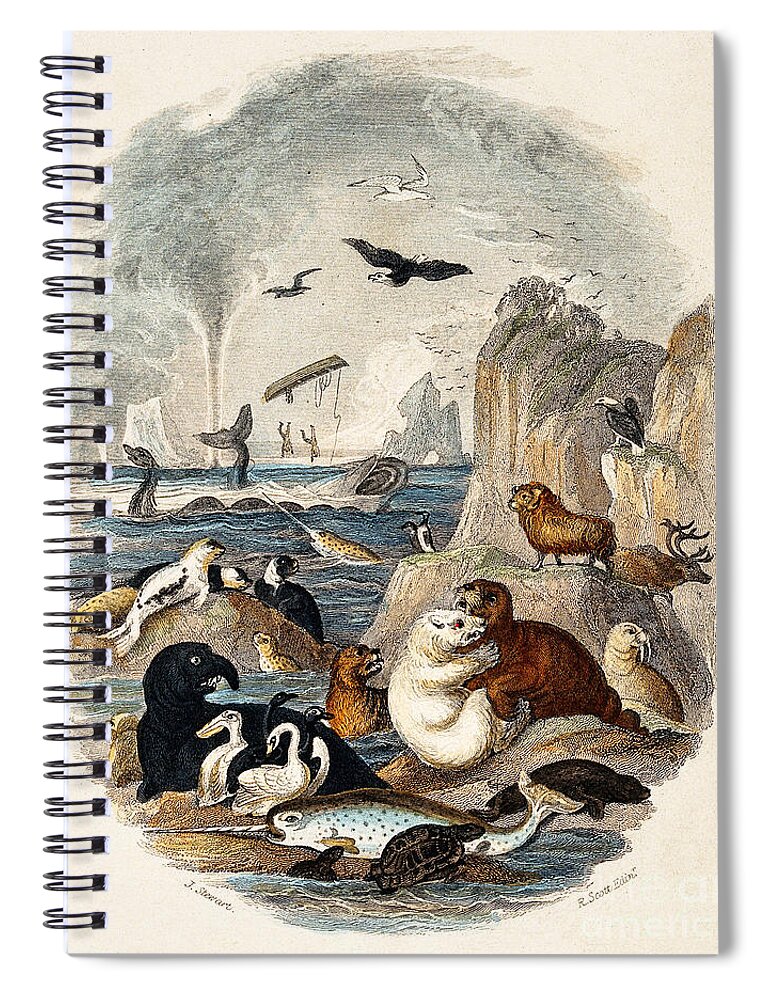 Historic Spiral Notebook featuring the photograph Animals on Sea Rock Face Goldsmith 1774 by Science Source