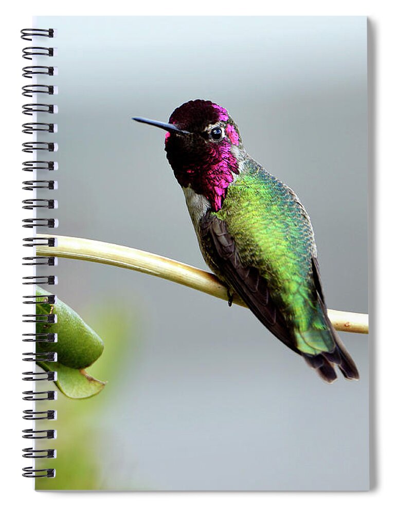 Denise Bruchman Spiral Notebook featuring the photograph Anna's Hummingbird by Denise Bruchman