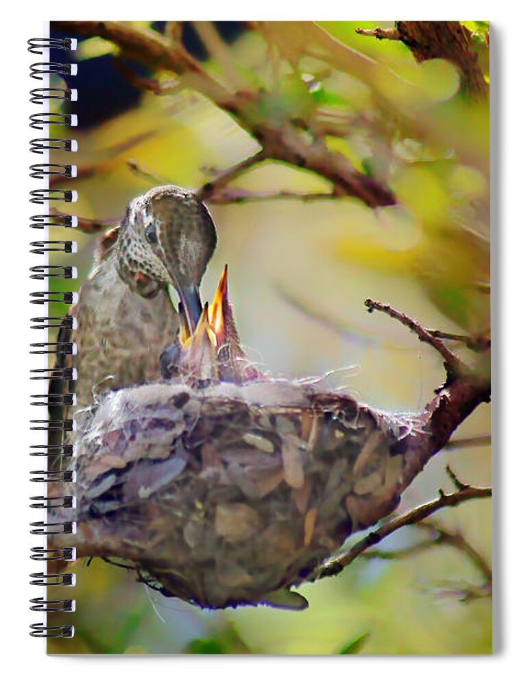 Birds Spiral Notebook featuring the photograph Anna's Hummingbirds 2 - Nest by Nikolyn McDonald