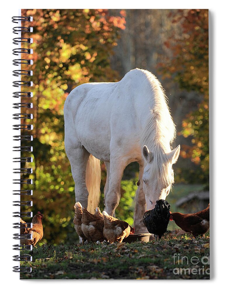 Rescue Horse Spiral Notebook featuring the photograph Annie and the Hens by Carien Schippers