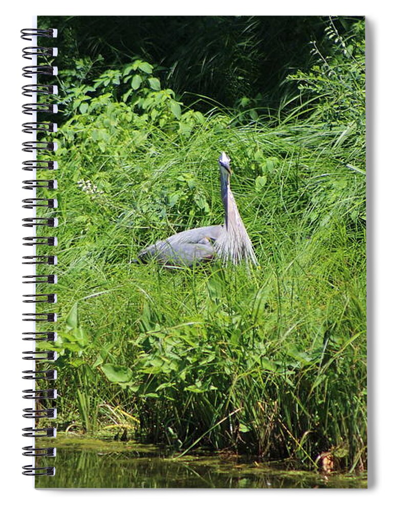 Marsh Spiral Notebook featuring the photograph Annoyed - Heron and Red Winged Blackbird 1 of 10 by Colleen Cornelius