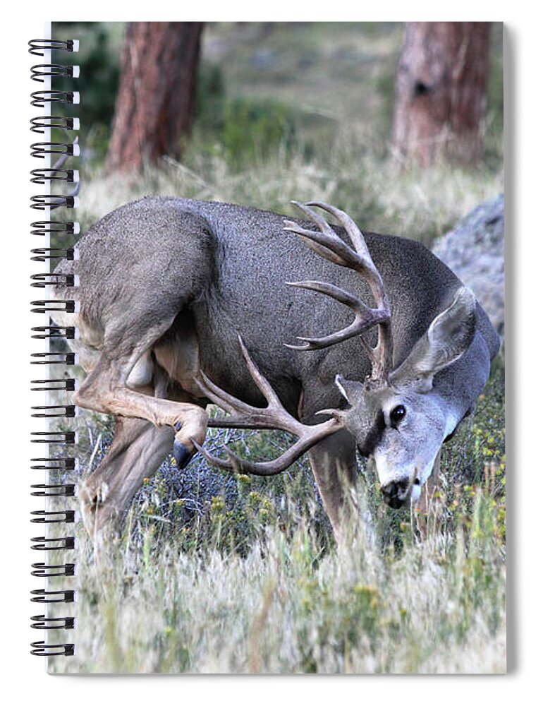 Mule Deer Spiral Notebook featuring the photograph Antler Scratch by Shane Bechler