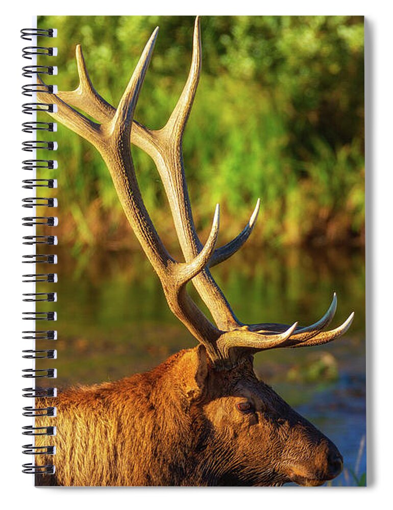 Autumn Spiral Notebook featuring the photograph Antlers Of An Elk by John De Bord