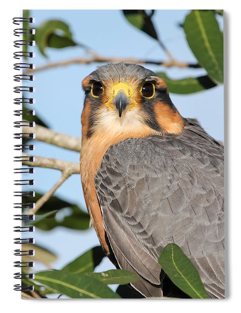 America Spiral Notebook featuring the photograph Aplomado Falcon by Dawn Currie