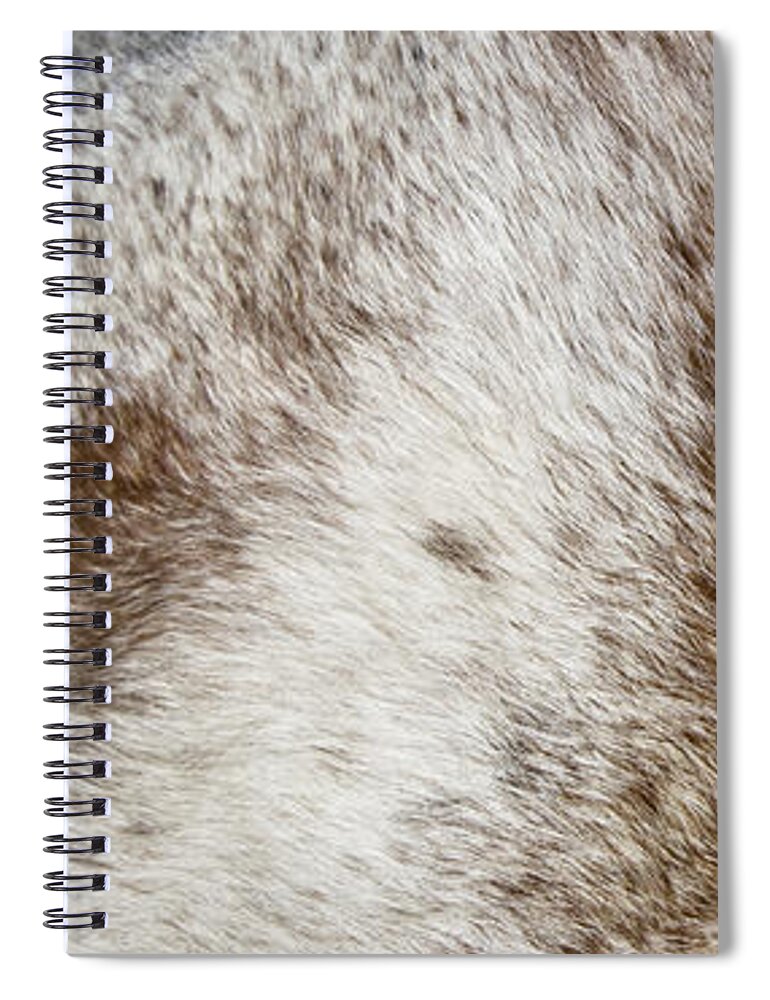 ... Placitas Spiral Notebook featuring the photograph Appaloosa 2 by Catherine Sobredo