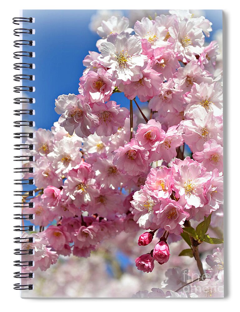 Apple Blossom Special Spiral Notebook featuring the photograph Apple Blossom Special by Miriam Danar