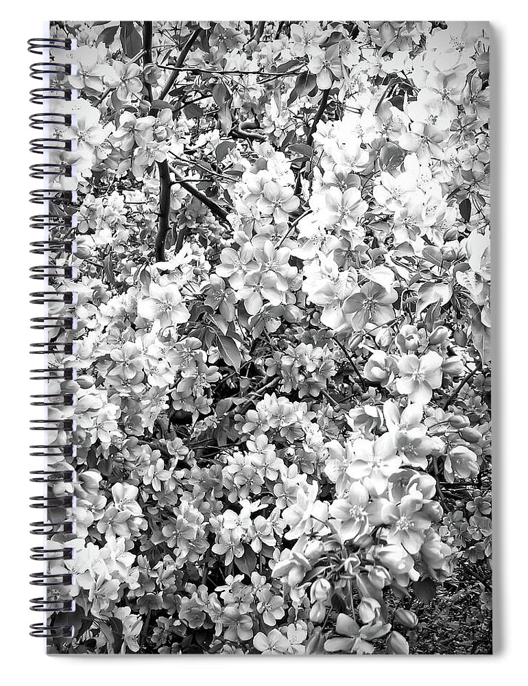 Tree Spiral Notebook featuring the photograph Apple Blossoms Black and White by Aimee L Maher ALM GALLERY