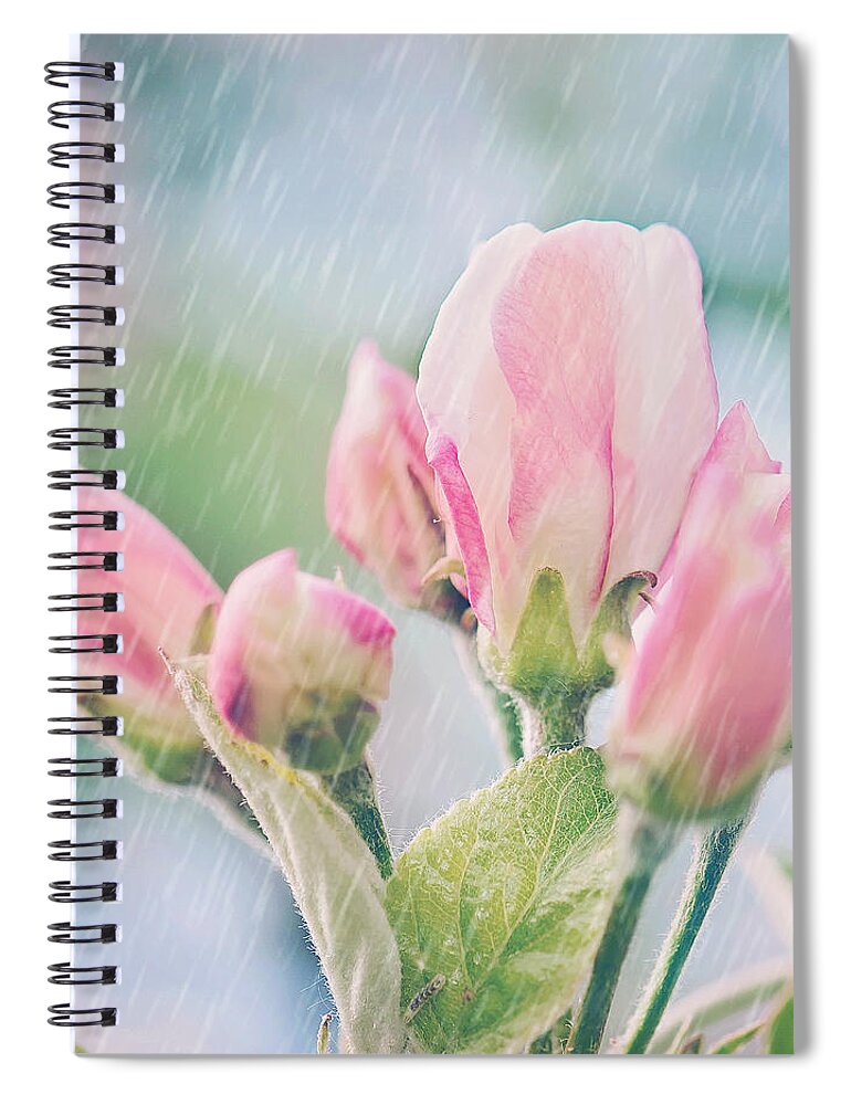 Apple Blossoms In The Rain Print Spiral Notebook featuring the photograph Apple Blossoms in the Rain 12x12 Crop Print by Gwen Gibson